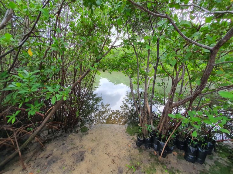 Eco Museu Natural do Mangue – Instituição sem fins lucrativos que atua ...