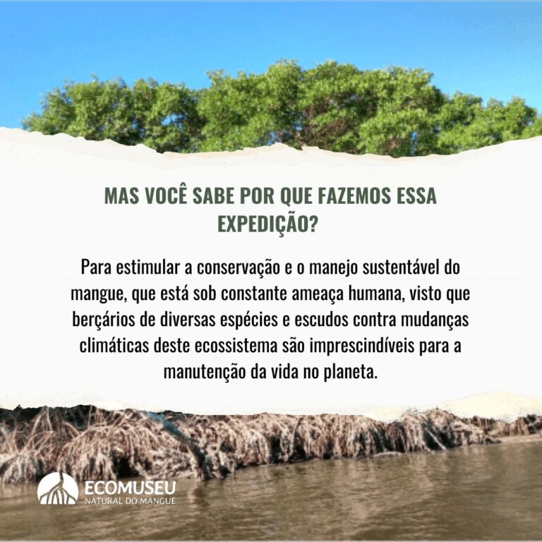 Cavalo-marinho em manguezais do Ceará